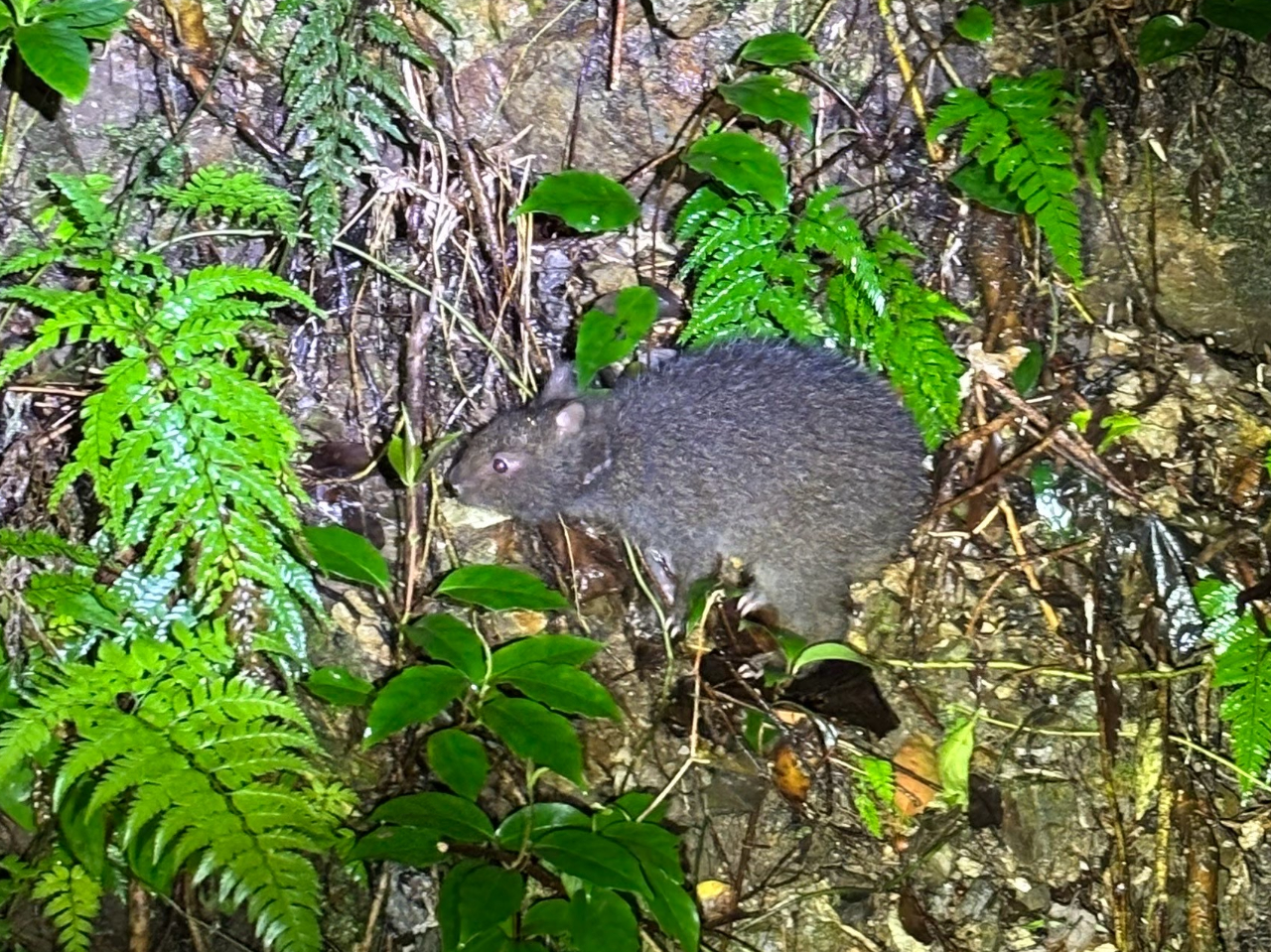 12.13JñcA[̓iCgcA[tI