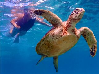 ウミガメ遭遇率100%継続中!