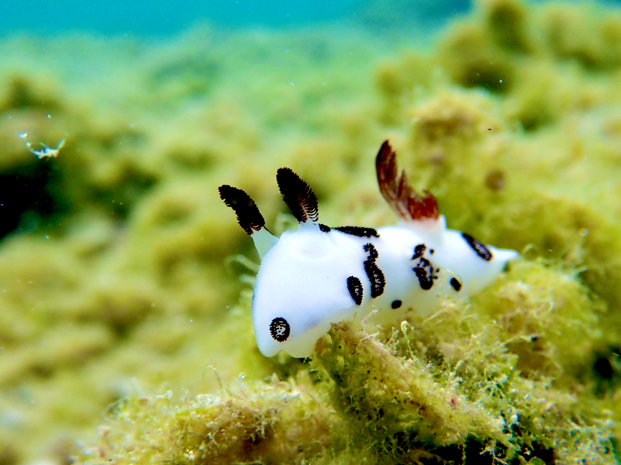 �o���L�x�ȓ��l�X�^�b�t���}���c�[�}���ł��ē��v���܂��I