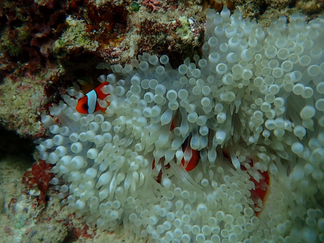 �����哇�̂P�l���̓R���`�W���[�j�[�ɂ��C���������I�����̃����f�B�[�����ē����܂��I