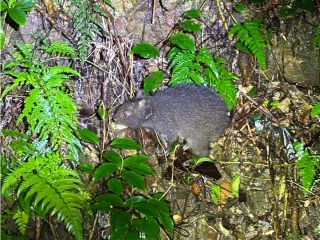 クロウサギ遭遇率99%!