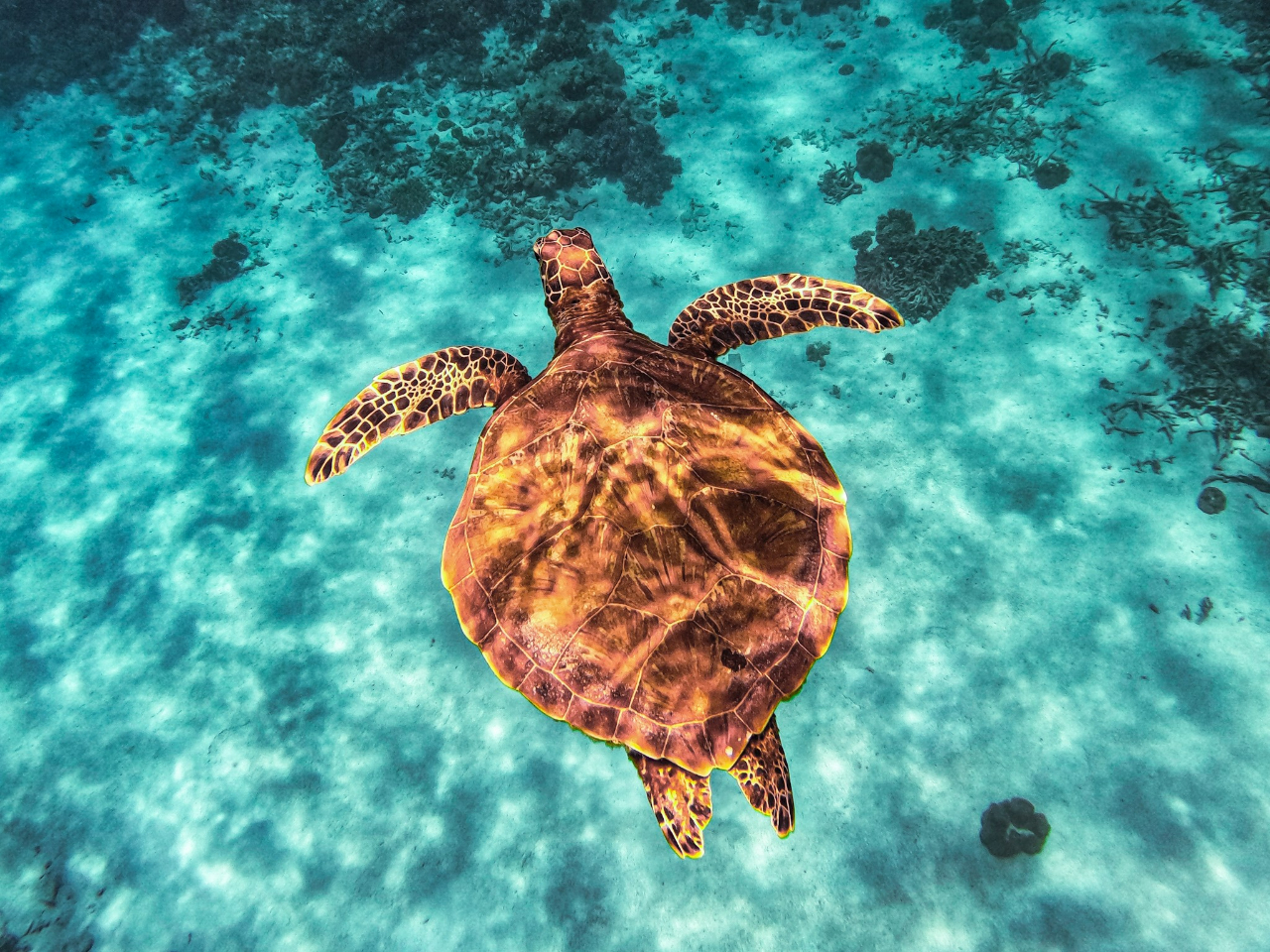 【宮古島】シュノーケルツアー!初心者でも安心少人数制ツアー♪高確率で海亀に遭遇!