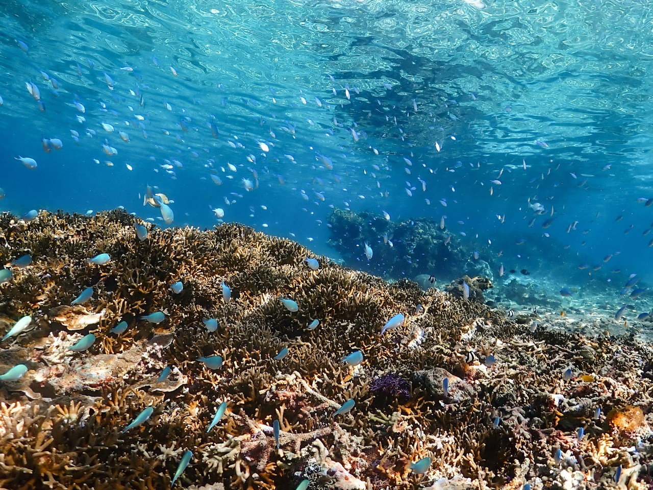 【宮古島】シュノーケルツアー!初心者でも安心少人数制ツアー♪高確率で海亀に遭遇!南国ならではのいろとりどりの魚にも会える!