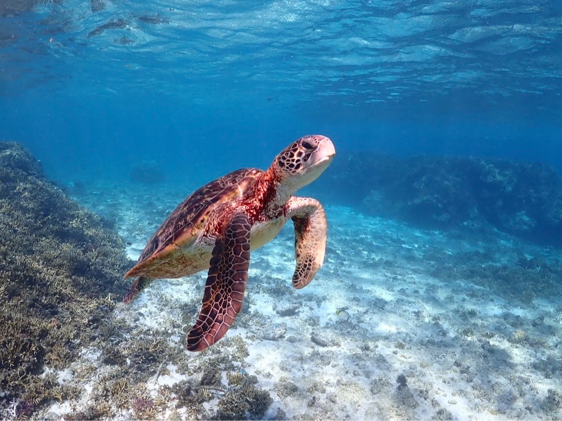 ウミガメとのお写真♪