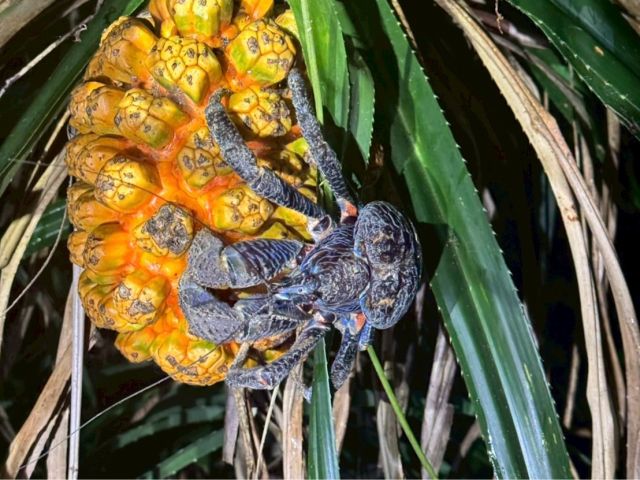 大きいヤシガニを見つけたヨ