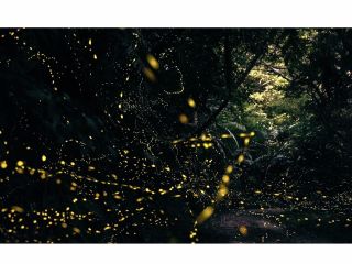 ヤエヤマヒメボタル