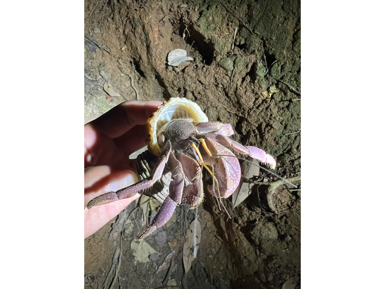 ���V�K�j�Ɏ��Ă��邯�ǊL�k�����Ă�H����̓����T�L�I�J���h�J���I