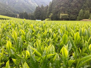 一面に広がる萌黄色の新芽。ここから職人たちの手を経てお客さんの元に届きます。4月末?から大型連休にかけて静岡の茶畑で見ることができます。