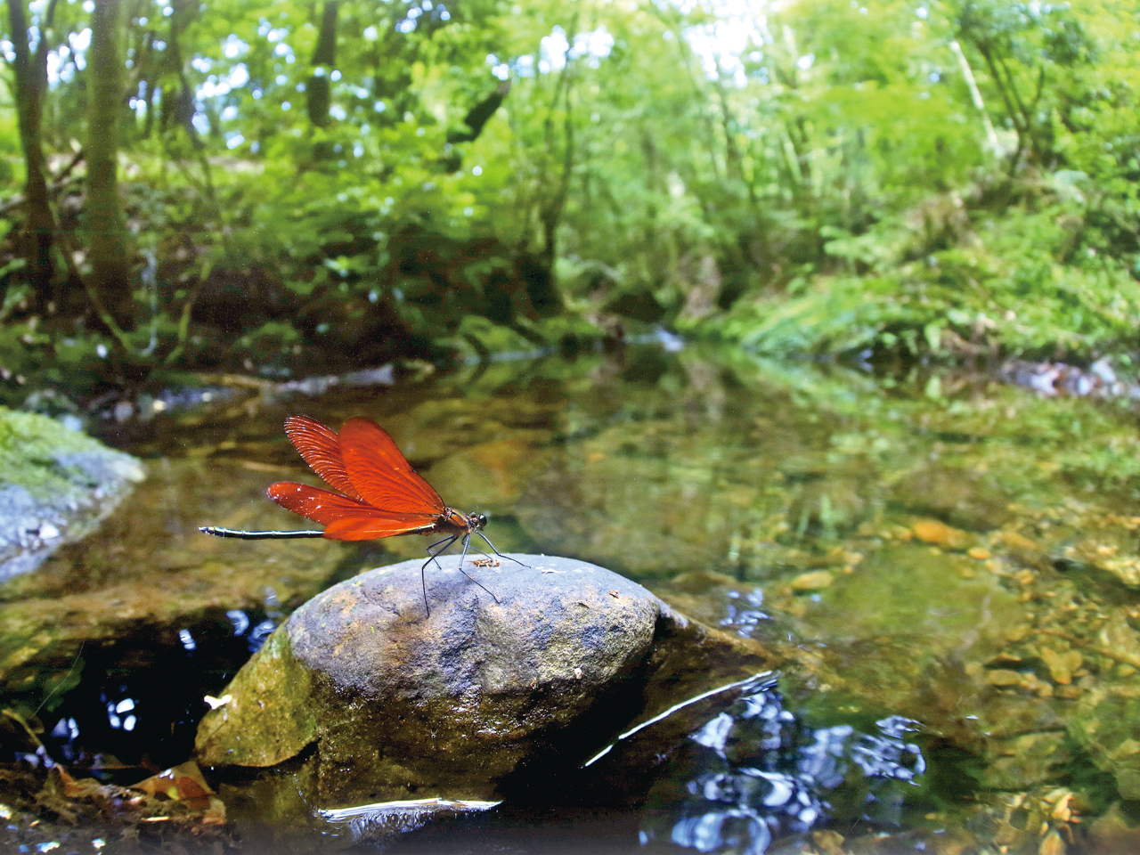 ͎ؐl\̎xŁAƓciDȂ̐BJZ~z^ARLȉBꂽłB