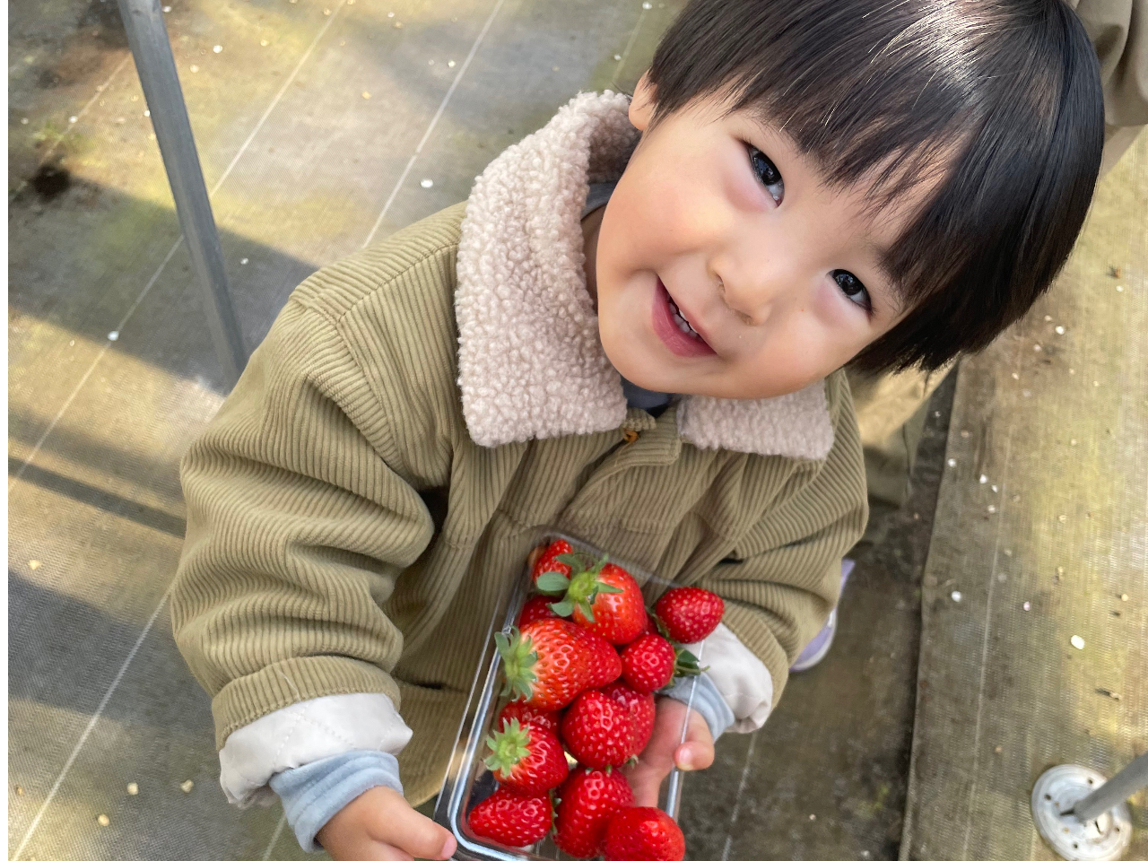 ≪50分いちご狩り食べ放題≫|農薬を抑えたいちごで安心して楽しめます♪【カップル...