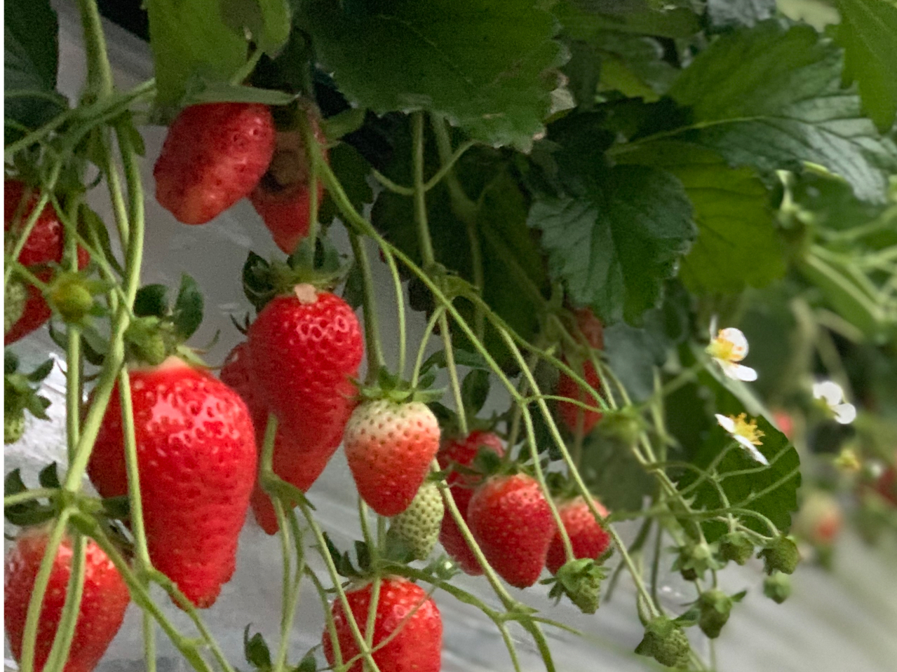 ≪じゃらん初掲載!≫【千葉市】1日5組限定!掲載プラン《約10品種を食べくらべ☆...