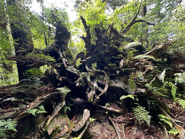 150R[Xɂ֖䐙͂PXXVN̑䕗œ|܂AȂ݊̂p͂܂ŃIuWF̂悤