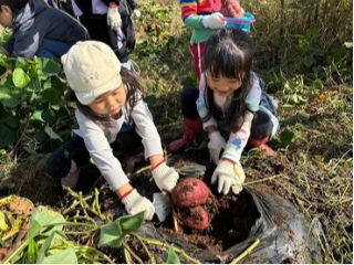 さつまいも掘りの様子