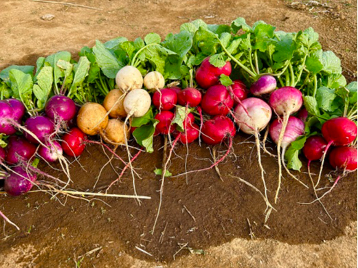 当農園では沢山の野菜や果物を育てております♪時期に応じて体験もいただけますのでぜひお楽しみくださいませ!(※本プランには含まれませんのでご注意ください。)