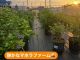 摘みとり体験は15時が最終入園時間となります。