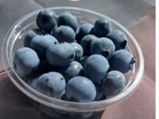 まほらは大粒で甘い品種をたくさん栽培しています。大きな完熟ブルーベリーを摘み取り体験できます。