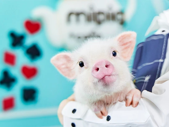 mipig cafe �C�I�����[�������X�̎ʐ^2