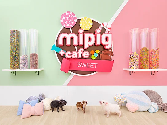 【埼玉・モラージュ菖蒲】マイクロブタと過ごす癒やしのひととき♪55分プラン《ファ...