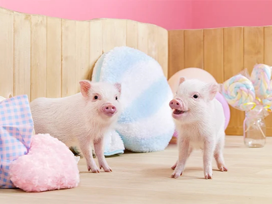 mipig cafe �����[�W���Ҋ��X�̎ʐ^2