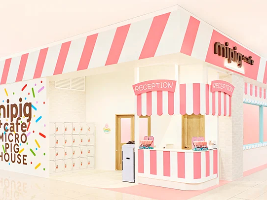 mipig cafe �����[�W���Ҋ��X�̎ʐ^3