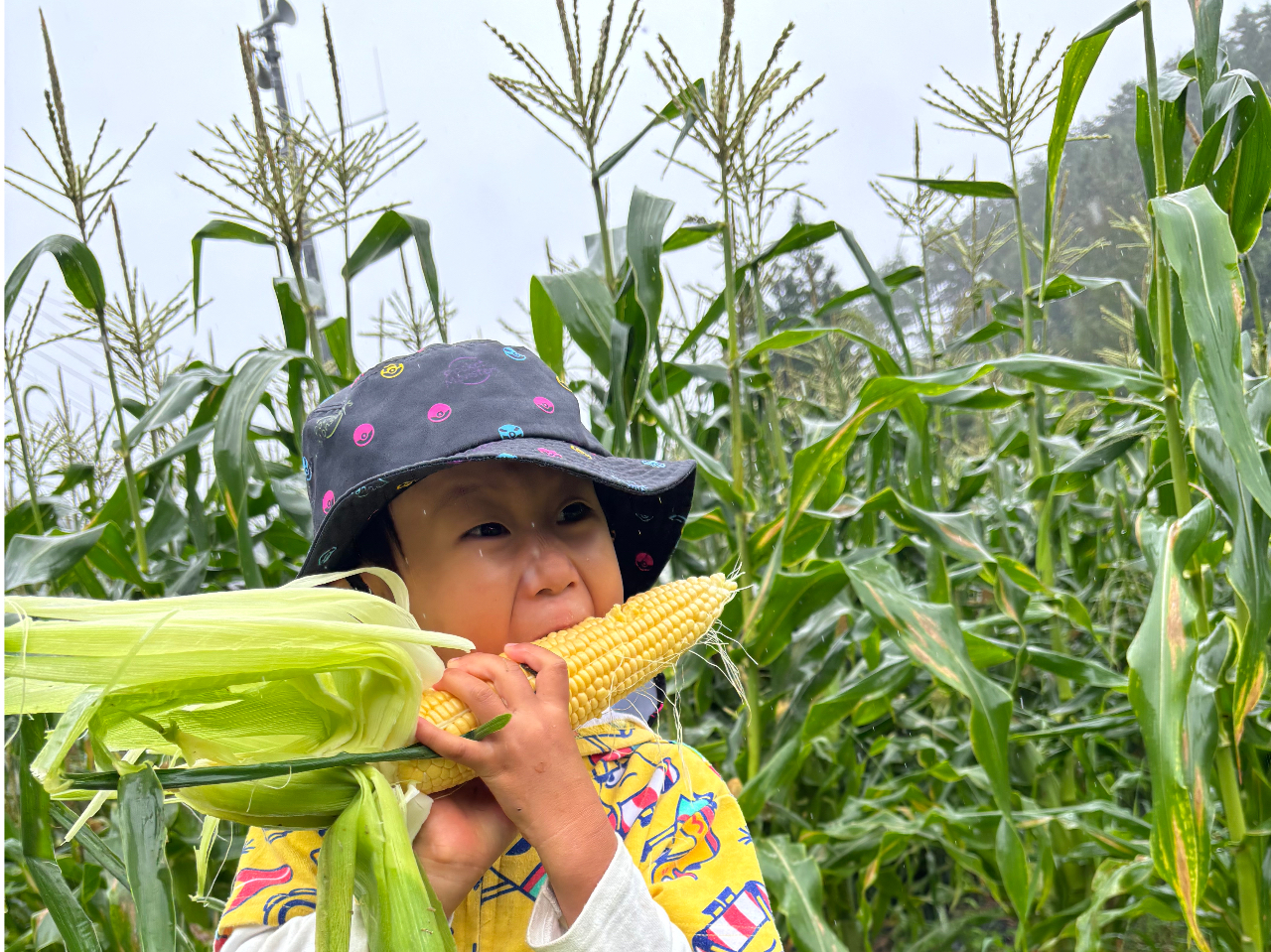 うるぎ高原とうもろこし収穫体験/売木村】＼試食＋お土産付き