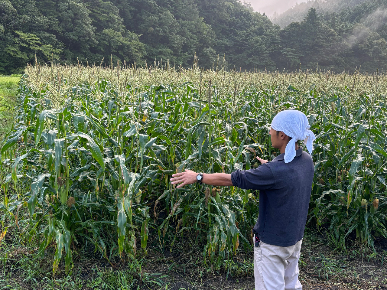 うるぎ高原とうもろこし収穫体験/売木村】＼試食＋お土産付き