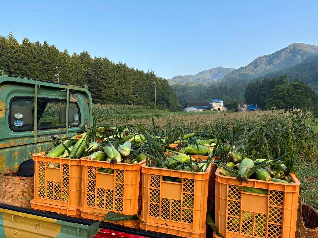 うるぎ高原とうもろこし収穫体験/売木村】＼試食＋お土産付き