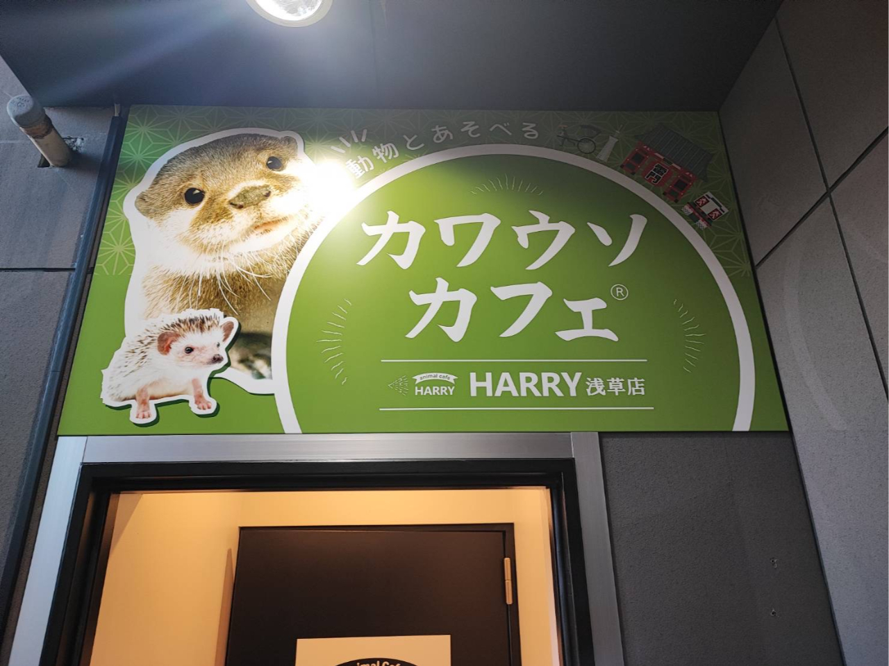 東京/浅草】カワウソさん達と仲良くふれあい体験♪カワウソさんの