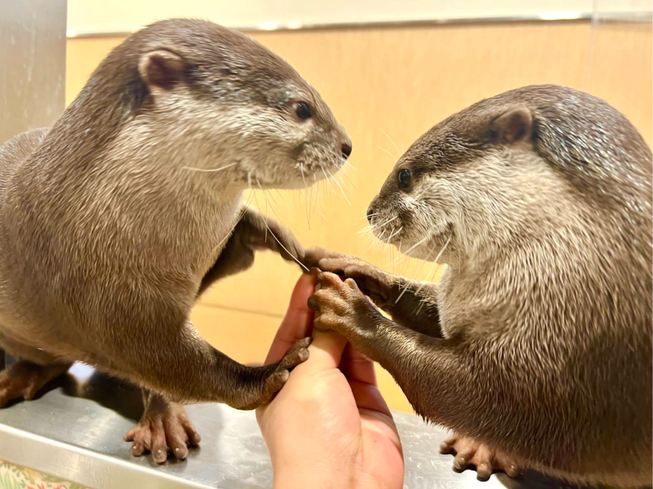 東京/浅草】カワウソさん達と仲良くふれあい体験♪カワウソさんの