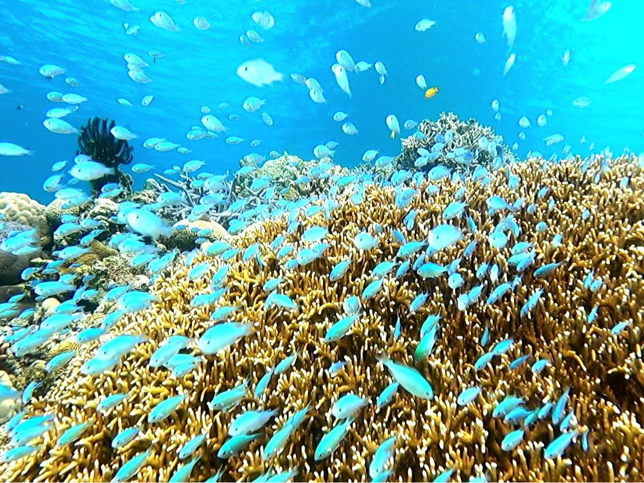 シュノーケルツアー!!綺麗な魚とサンゴをご案内するツアーも。