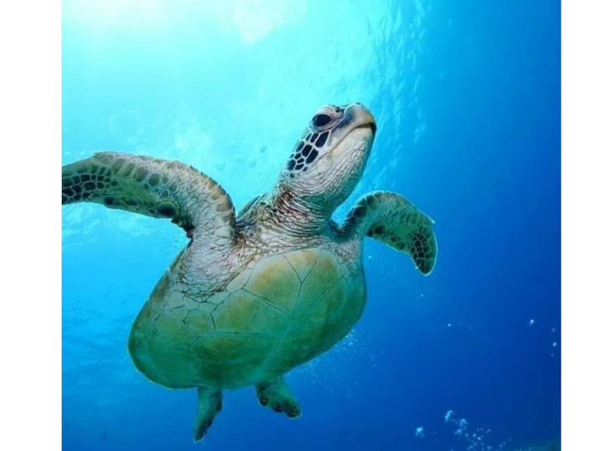 ・世界自然遺産の奄美大島でウミガメと一緒に泳ぎませんか?
・飲み物飲み放題付きプラン!(お茶、ジュース、コーヒー、ビール、チューハイ)
・ウェットスーツの他にタオル、飲み物、ヘアゴムも無料貸し出し!