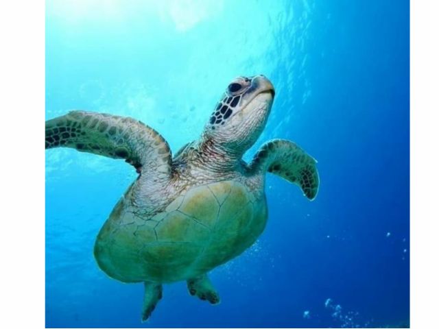 ウミガメシュノーケルツアー!!