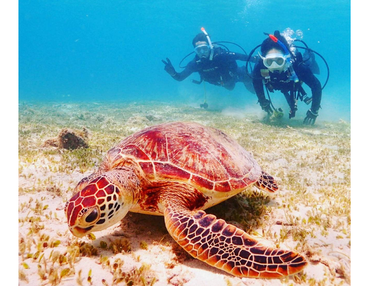 ウミガメシュノーケルツアー!!ウミガメとの距離の近さは世界一。