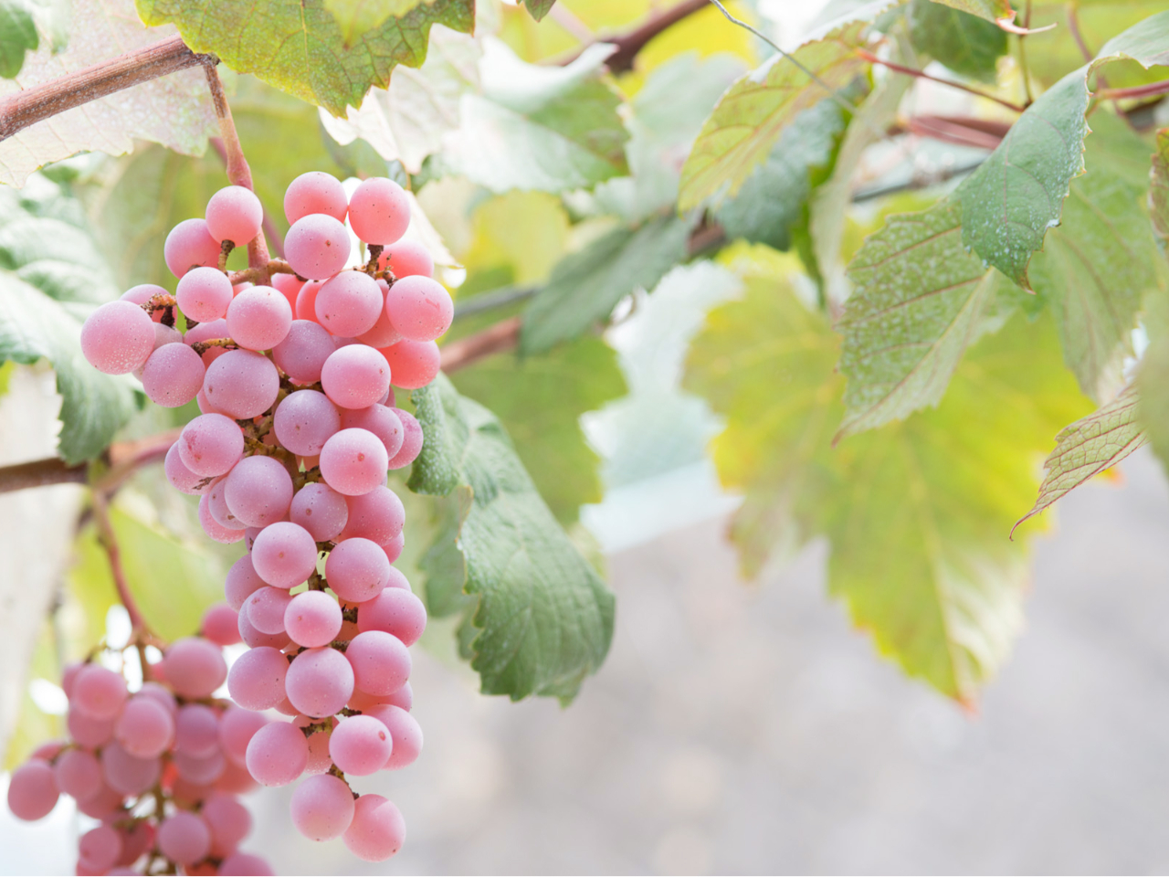 スタンダードプラン｜勝沼】日本最古の民間ワイナリーでじゃらん限定の