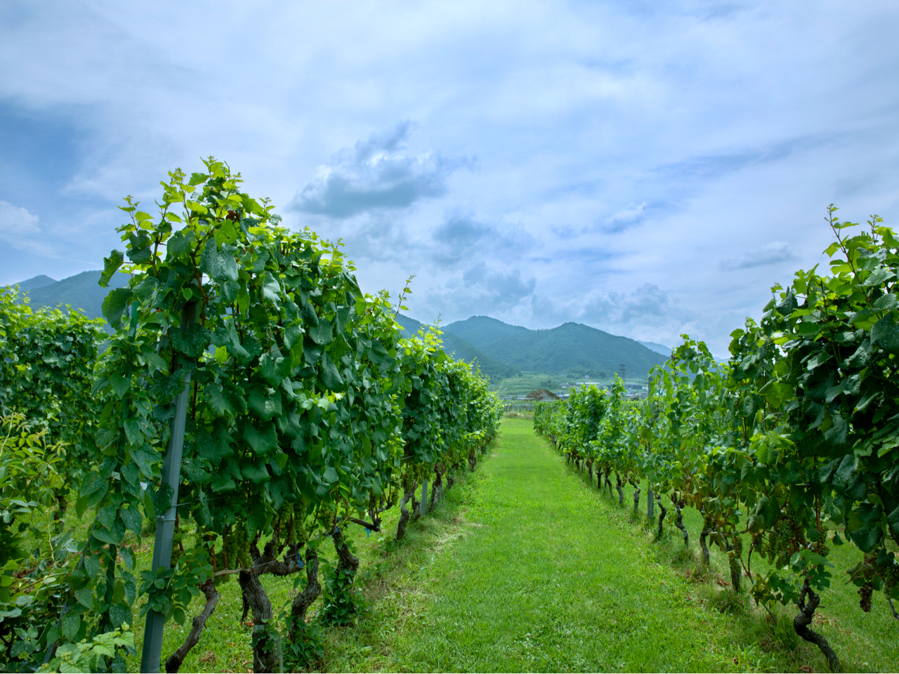 スタンダードプラン｜勝沼】日本最古の民間ワイナリーでじゃらん限定の