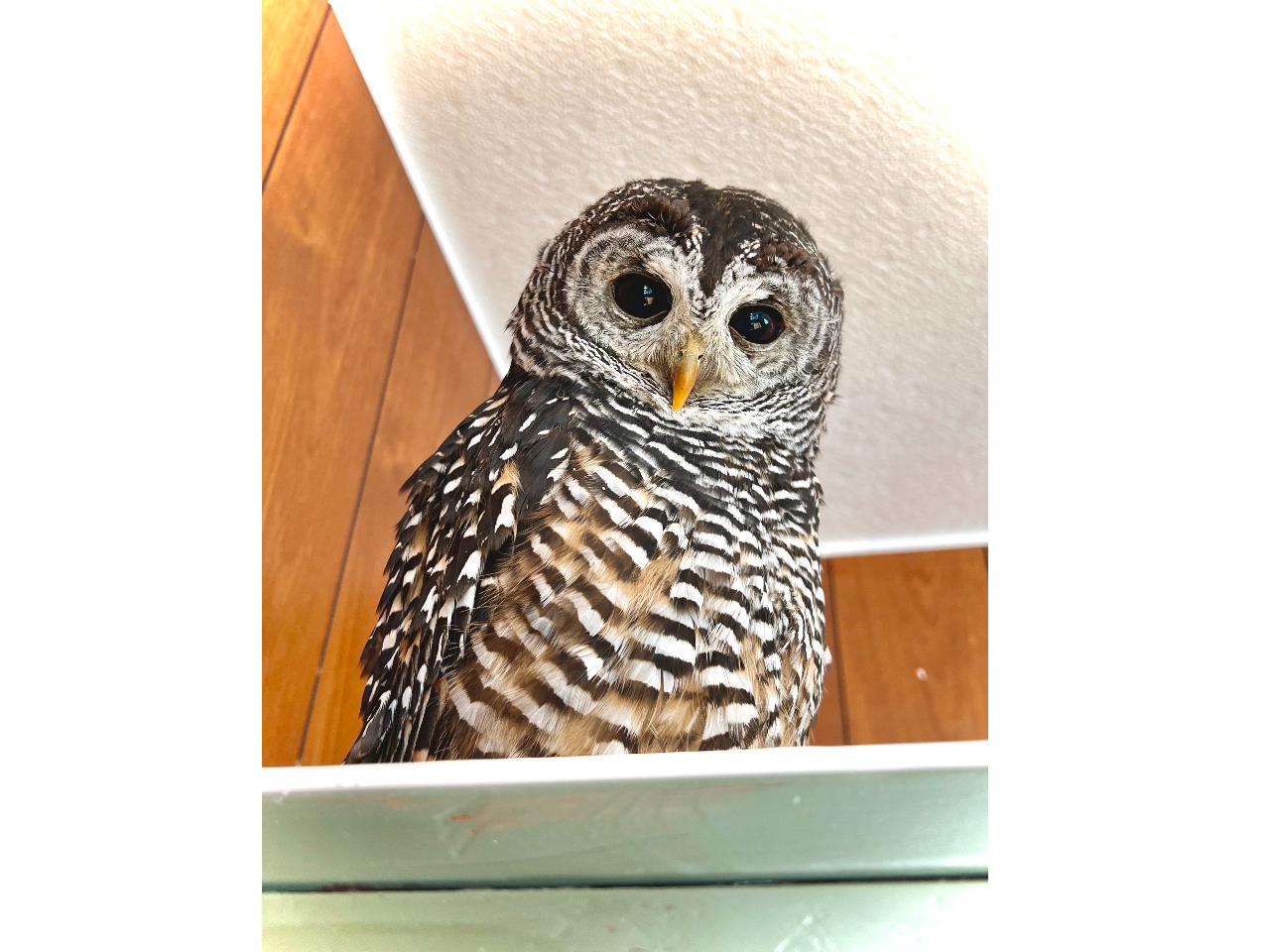 ふくろう触れ合い体験 1時間特別プラン♪♪~カップル・ファミリーにおすすめ~