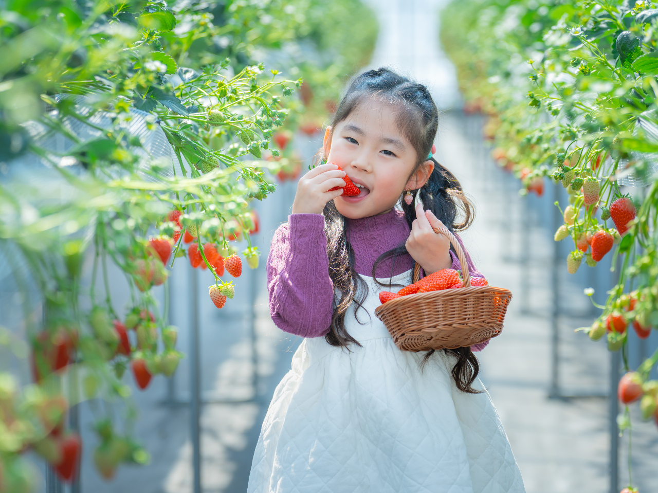 【2歳以下無料】練乳&チョコソースかけ放題♪最大5品種45分間いちご食べ放題\+...