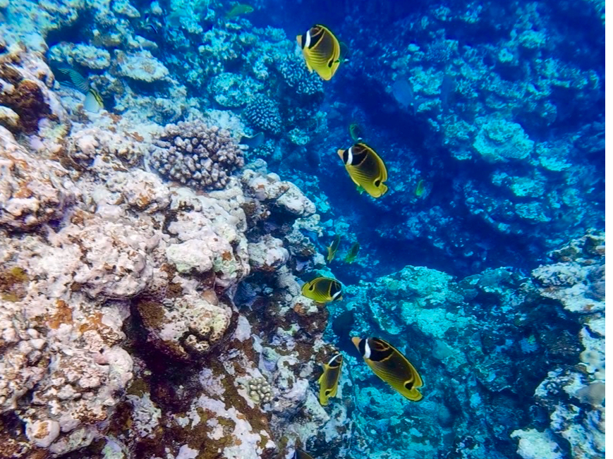 _Ci~bNȊ̒n`ƃJtȔMыL鐅̐EB_IȃVm[PX|bg̊ł܂I