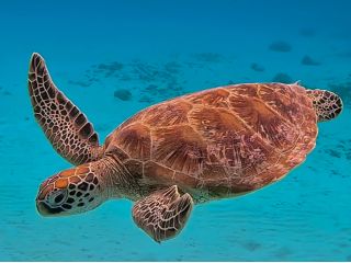 高確率で海亀に出会える大人気無人島ツアー!SUPで上陸&透明度抜群の海をシュノーケル探検