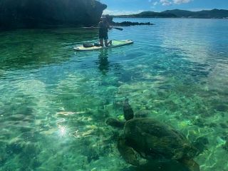 ウミガメは一年中、生息しています!ウミガメを見ながらサップできます♪