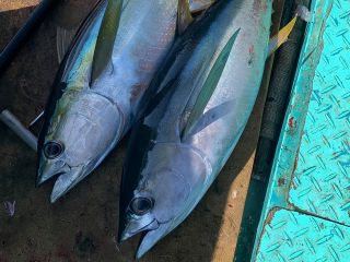 運が良ければキハダマグロも釣り上げれます