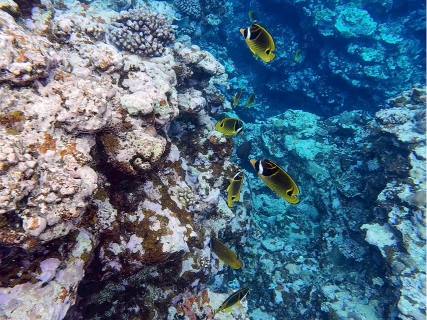 �����x���Q�̊C�����E�I�܂�ŋ���j���ł���悤�Ȋ��o�ŃV���m�[�P�����y���߂܂�