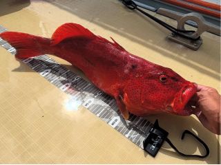 アカジン。こちらも高級魚!釣れた魚は調理致します