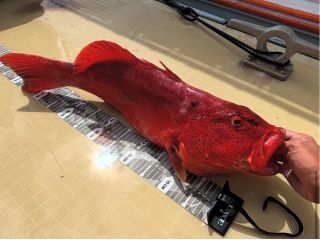 高級魚アカジン♪釣れた魚はご希望通りに調理致します