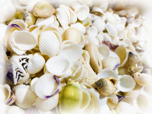 TSLkƗKXp[cgăIWivVF[hÂ