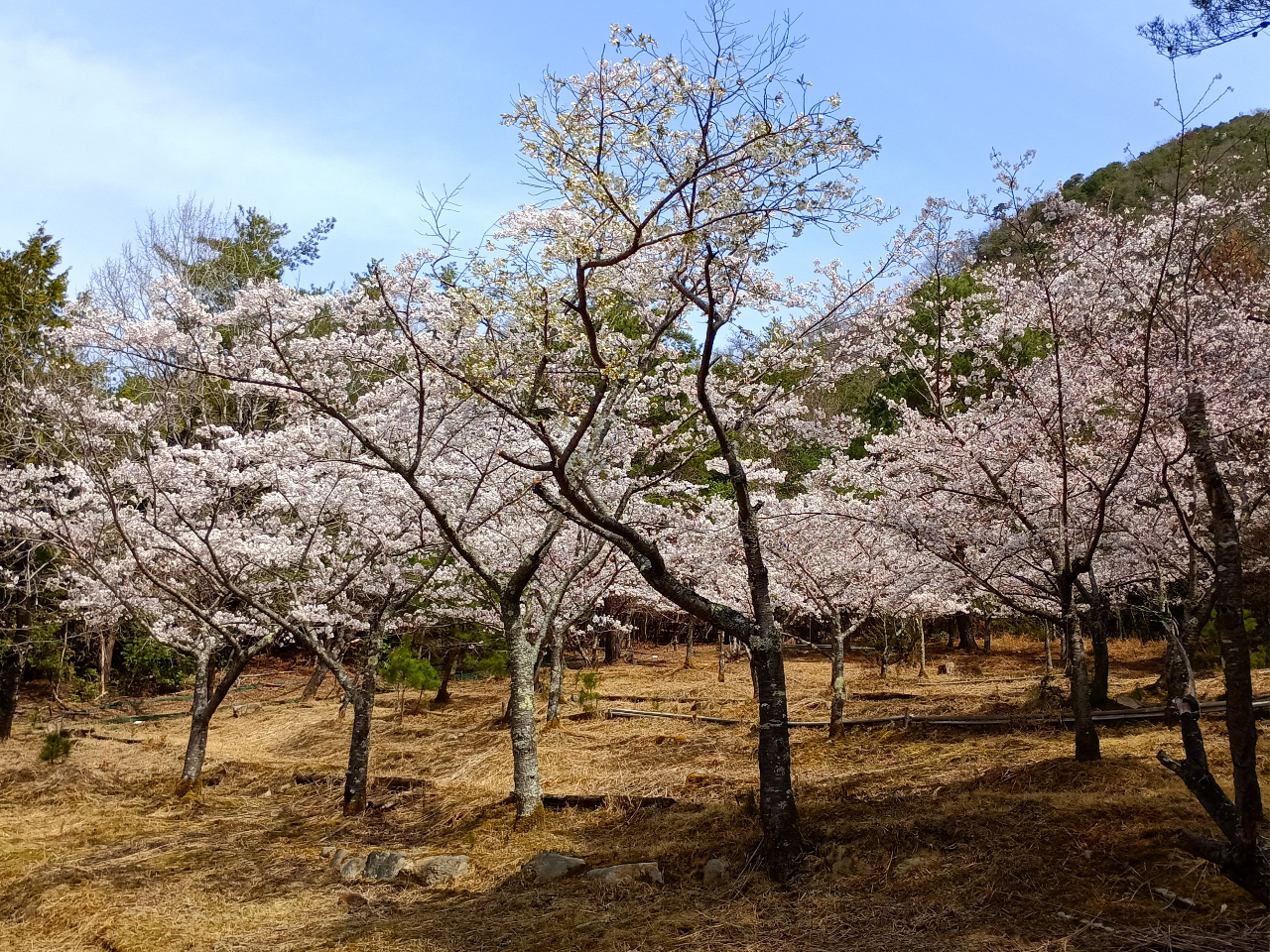 桜畑 R7.4.8〜桜見頃