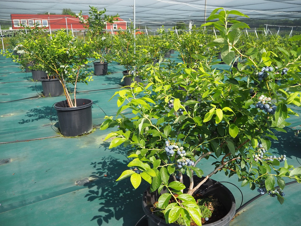 �����͑S�ʃV�[�g����B�������C�ɂ������i�C�ł��z�����������B