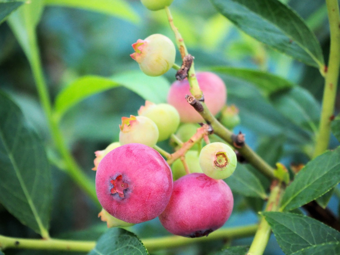 �����ɂ���Ă̓s���N�F�̒������u���[�x���[���H�ׂ��܂��B