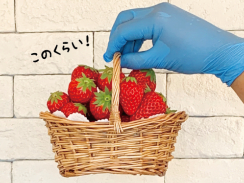 いちご摘み取り入場料♪1バスケット(500g)1500円！】ジブリパークの隣