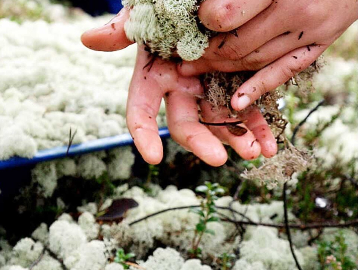 �m���E�F�[�V�R�f��100%�X�J���f�B�A���X